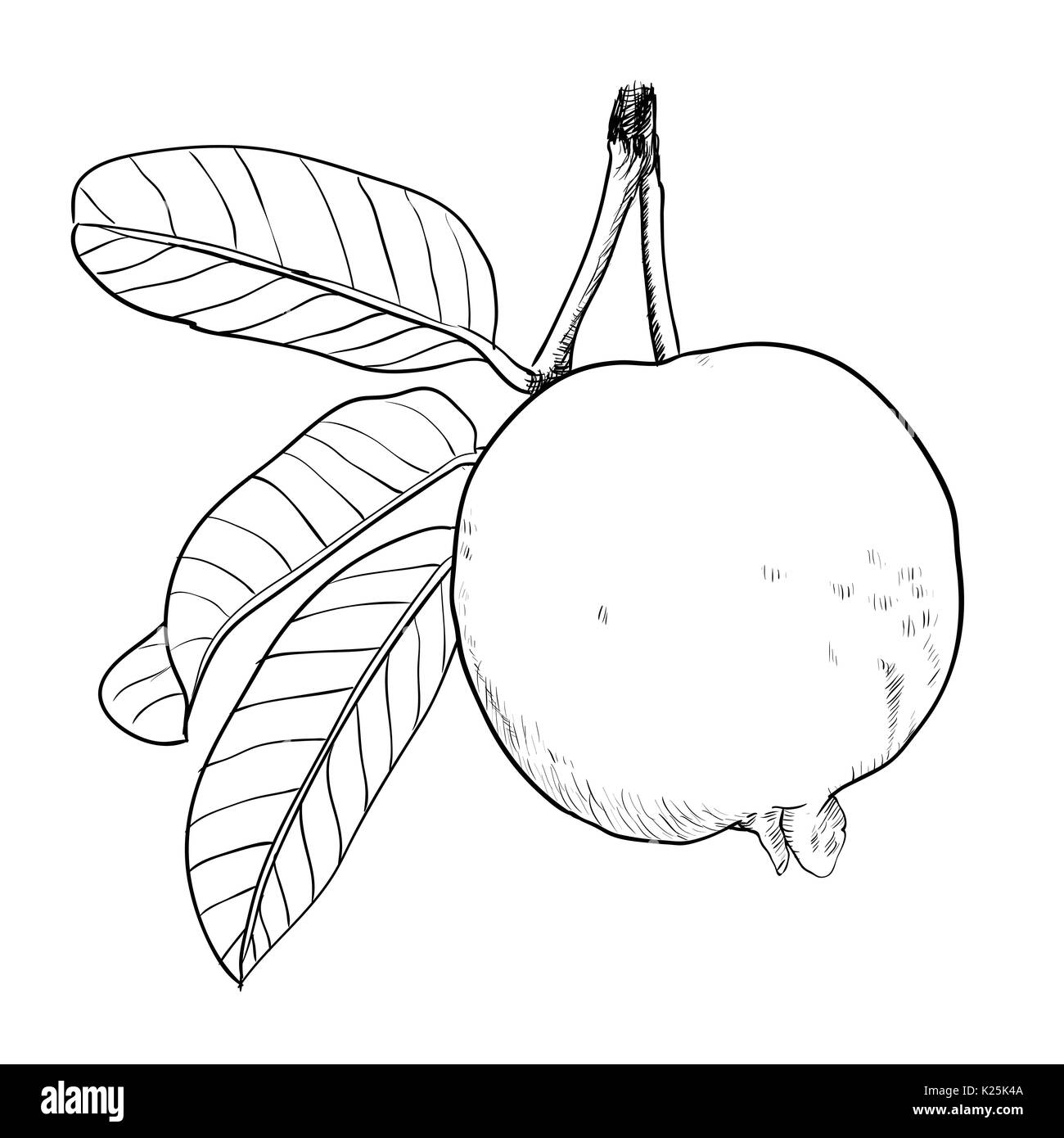 Featured image of post Guava Drawing Pictures Find the perfect guava stock photos and editorial news pictures from getty images