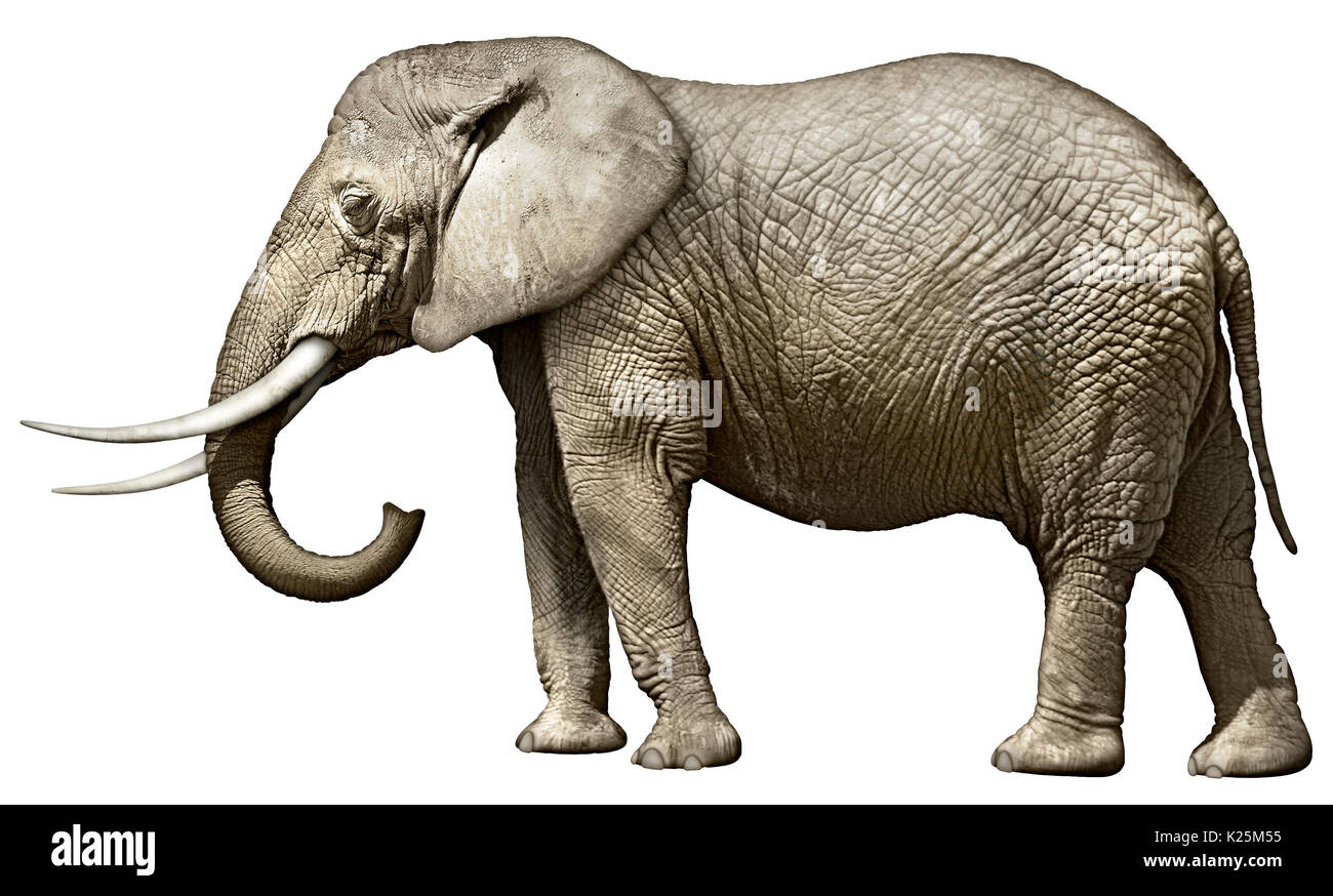 Elephant Side Profile