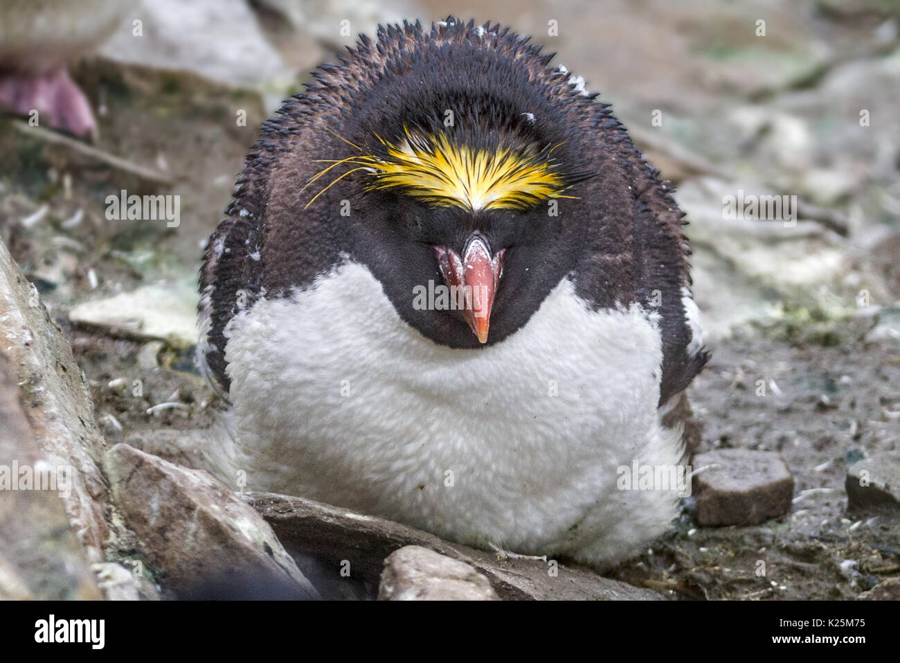Macaroni penguin Eudyptes chrysolophus moulting and cowering due to storm, Sealion Island Falklands Malvinas Stock Photo