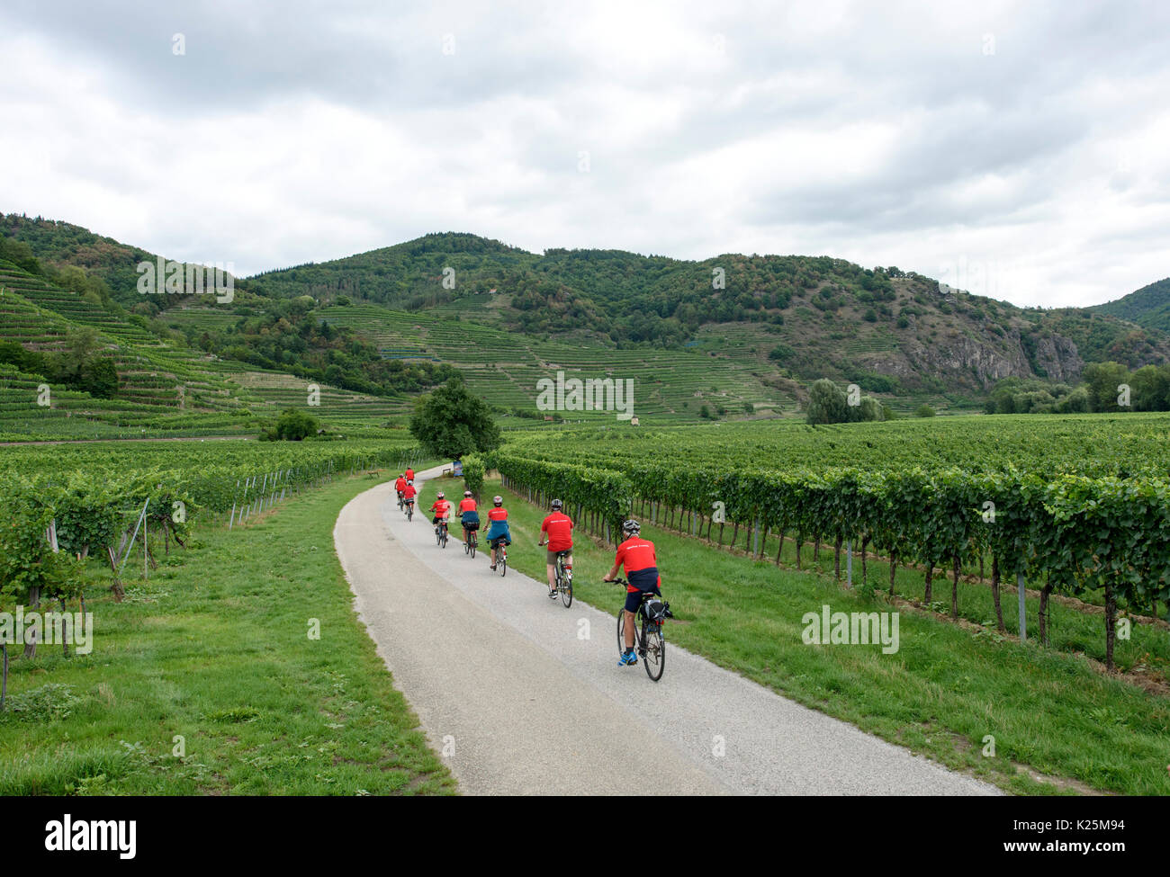 Cyclists ride past vineyards in the Wachau Valley, Austria on the Danube Bike Path or Donauradweg. Stock Photo