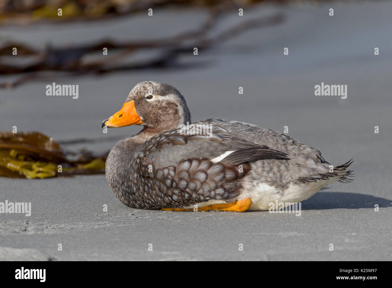 Male Falkland Steamer Duck Tachyeres brachypterus flightless Sealion