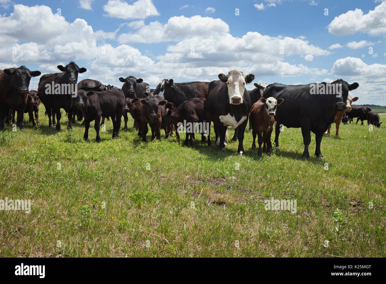 Curious cows and calves on a South Dakota farm Stock Photo