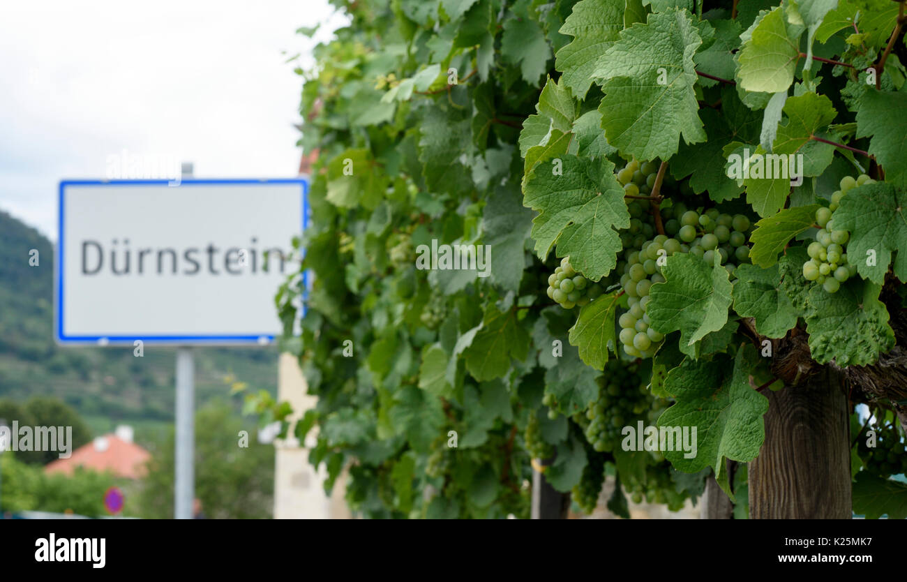 Vineyard grapes and Dürnstein sign in the Wachau Valley, Austria on the Danube Bike Path or Donauradweg. Stock Photo