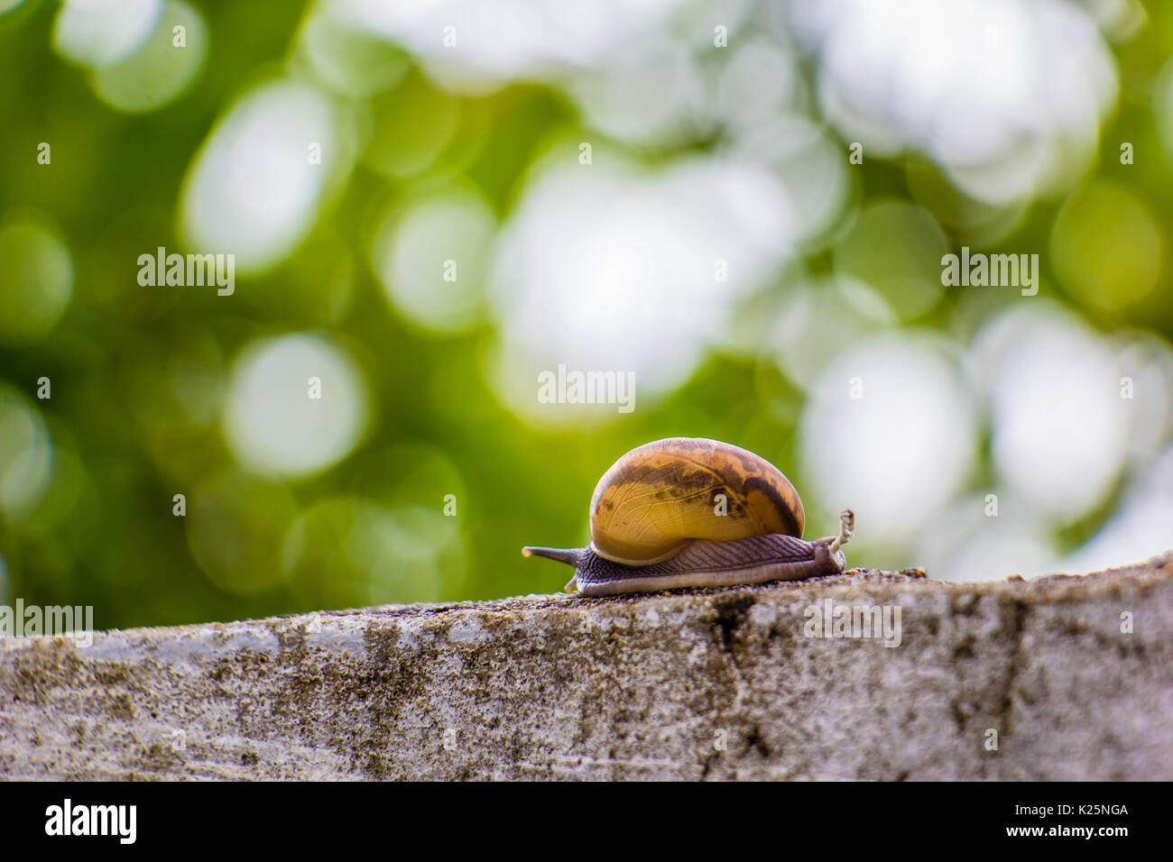 Snaile on the Concrete wall in macro close-up blurred background Stock Photo