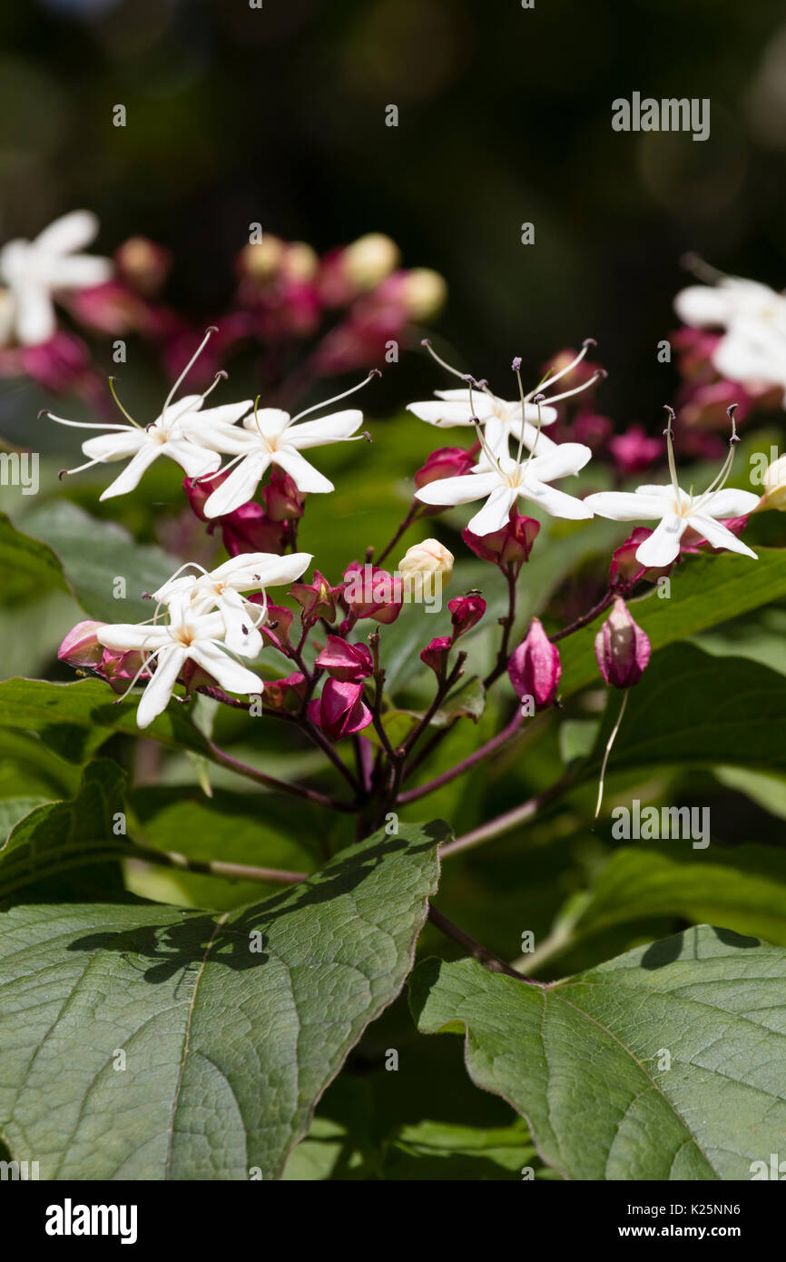 White, late summer flowers of the harlequin glorybower, Clerodendrum trichotomum var. fargesii Stock Photo
