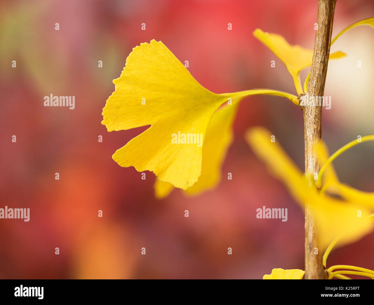 Close up of Ginkgo biloba leaves turning yellow in autumn ( maidenhair