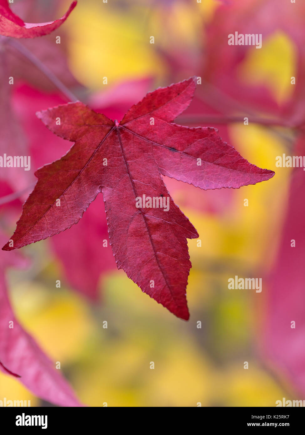 Close up of the leaves of Liquidambar styraciflua - American Sweet gum Tree showing autumn colours. Stock Photo