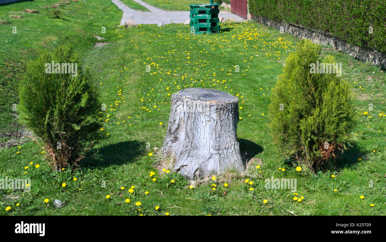 Old cut tree in field Stock Photo - Alamy