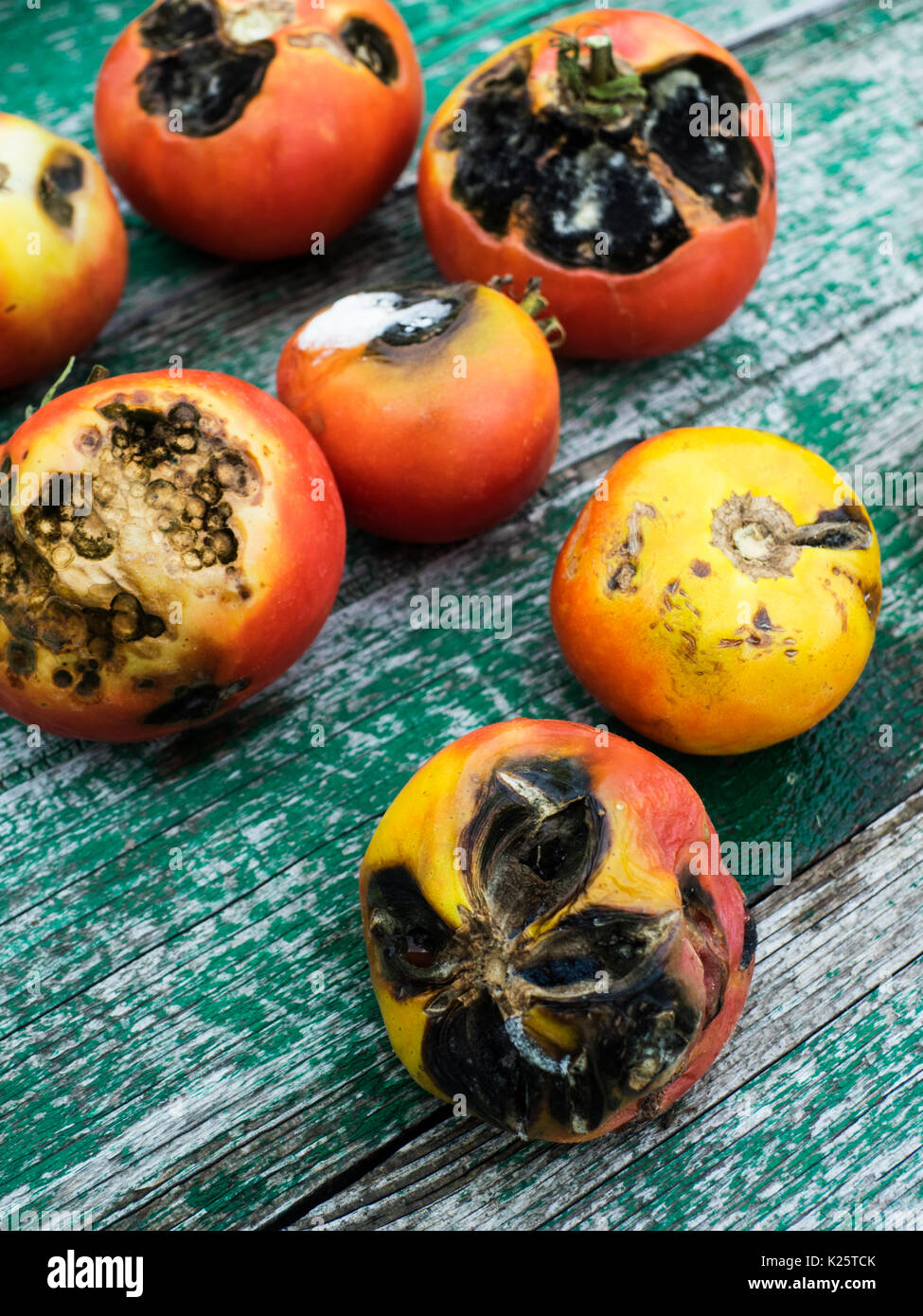 tomatoes, infected with late bloom (Phytophthora Infestans), on a wooden table Stock Photo