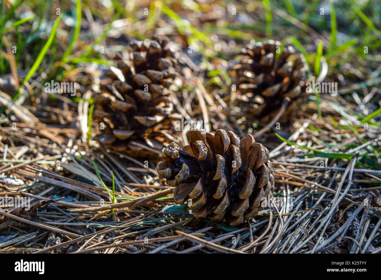 Three pinecones lying on the ground in the forest Stock Photo