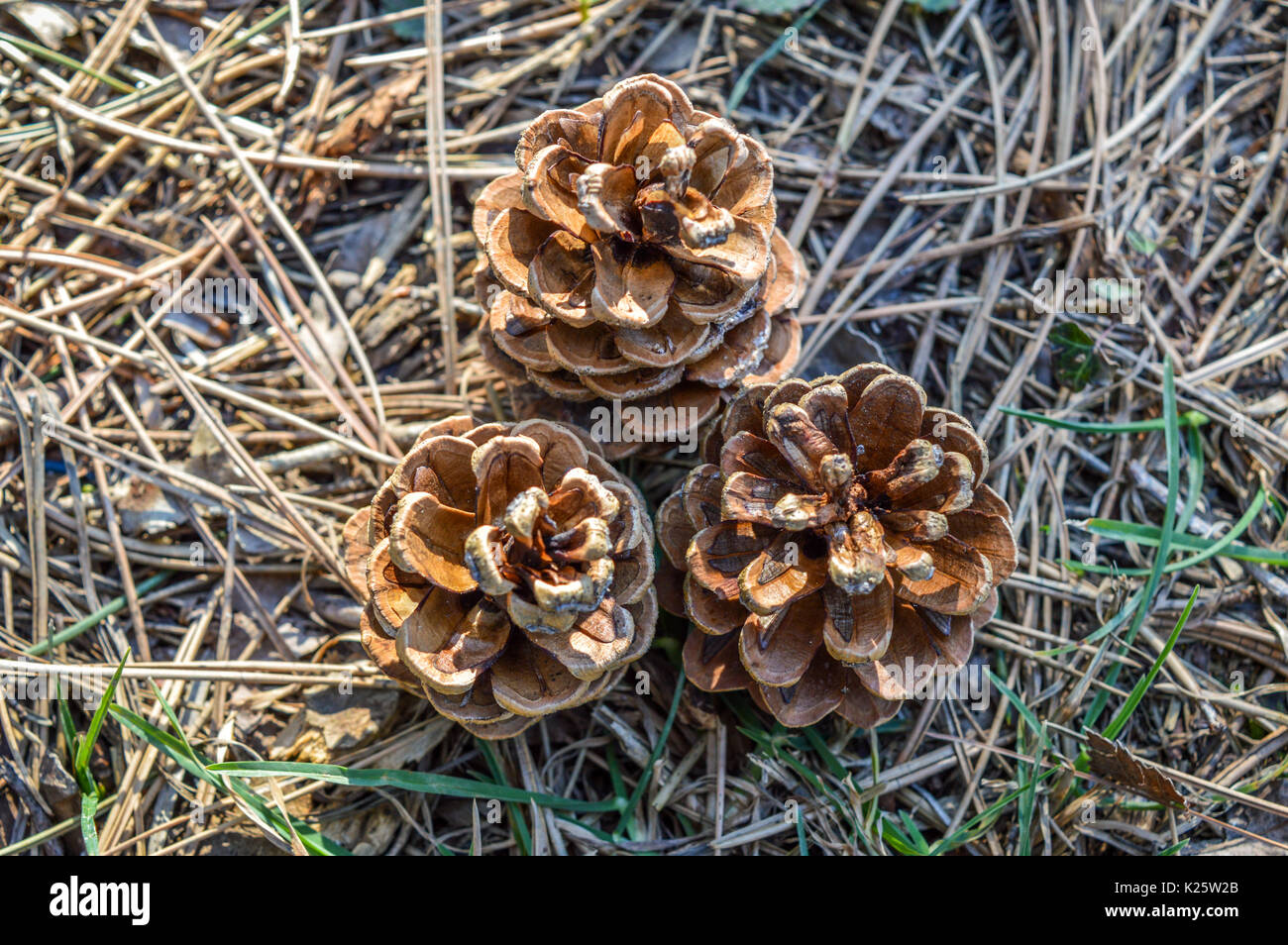 Three pinecones on the ground Stock Photo