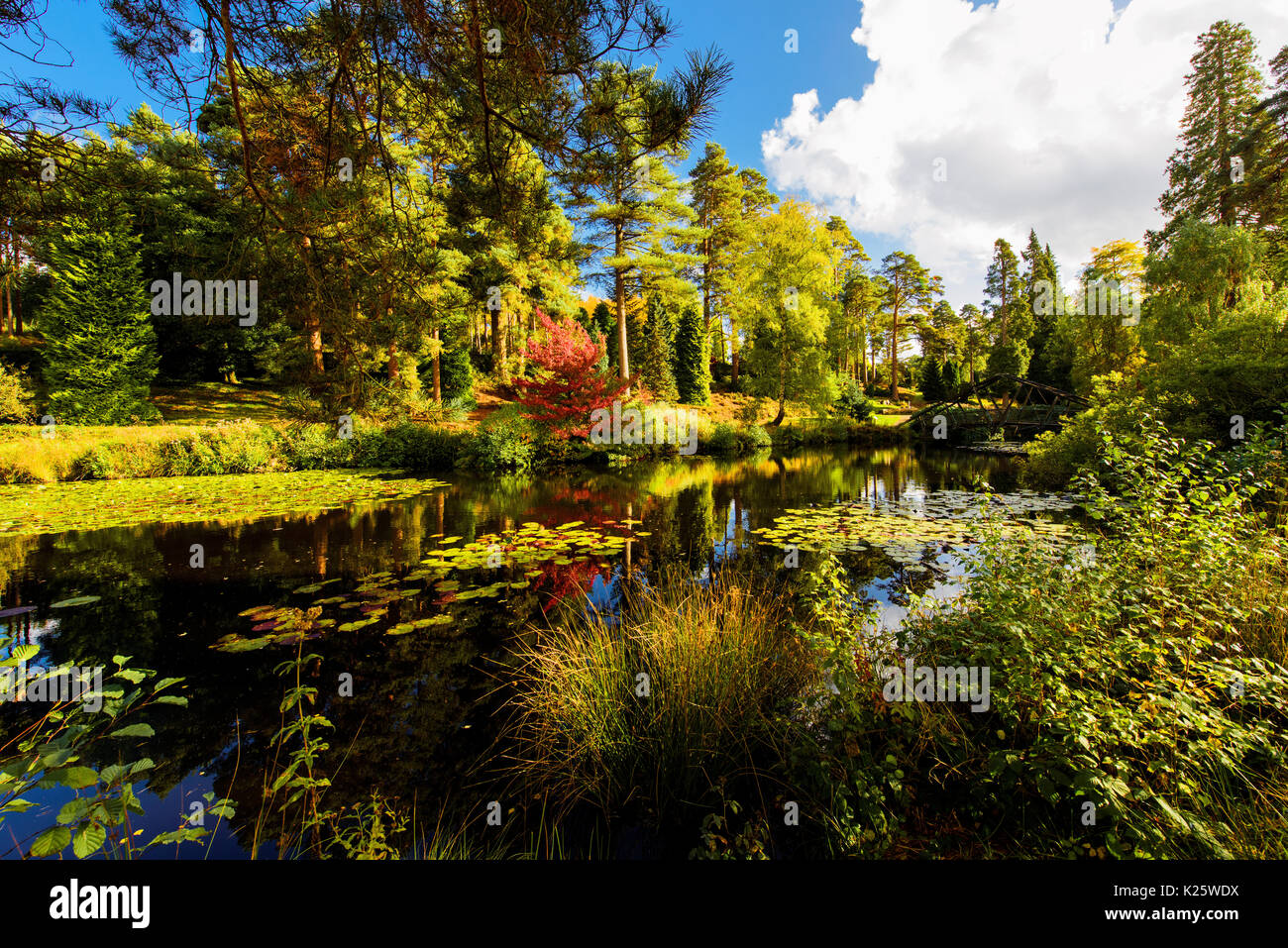 Wonderful autumn colours in a Bedgebury park near Tunbridge Wells in Kent, England Stock Photo