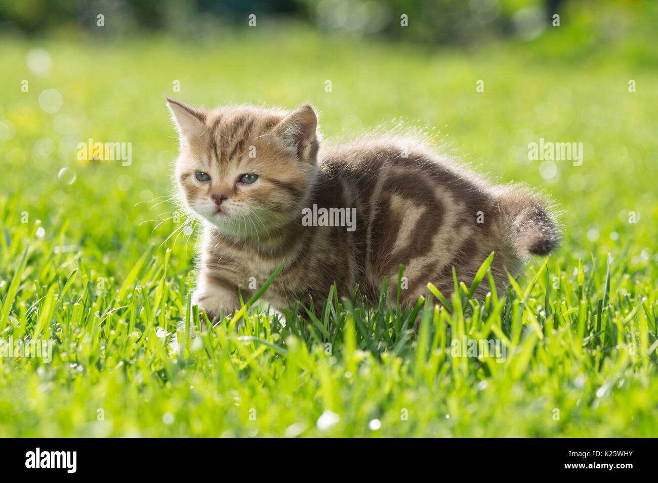 Young baby cat in green grass Stock Photo