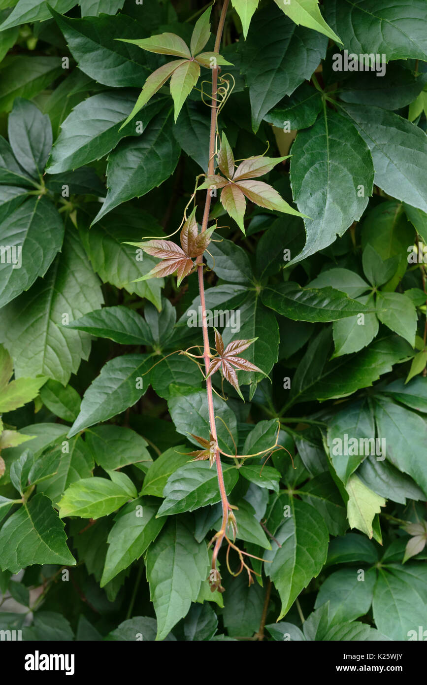 Parthenocissus Quinquefolia, Virginia Creeper. Stock Photo