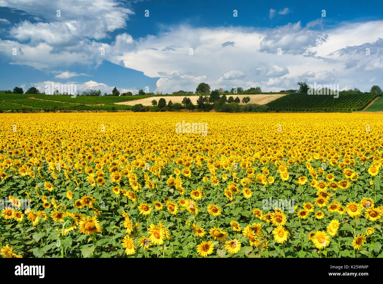 Viney tree hires stock photography and images Alamy