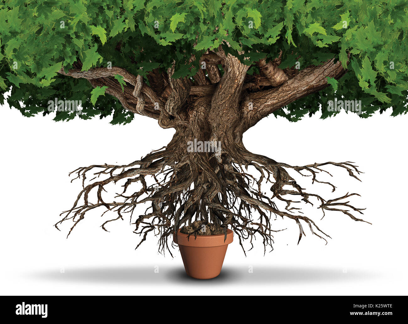 Limited resources business and economy concept as huge tree and roots trying to get nutrients from a small plant pot as a scarcity metaphor. Stock Photo