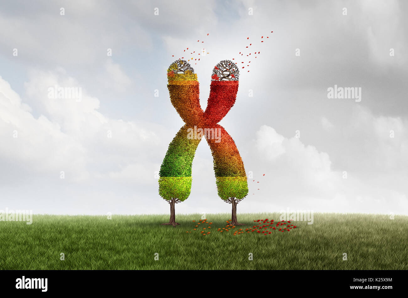 Telomere Aging length loss health concept with DNA and shortening telomeres medical idea as a green tree declining with falling red leaves. Stock Photo