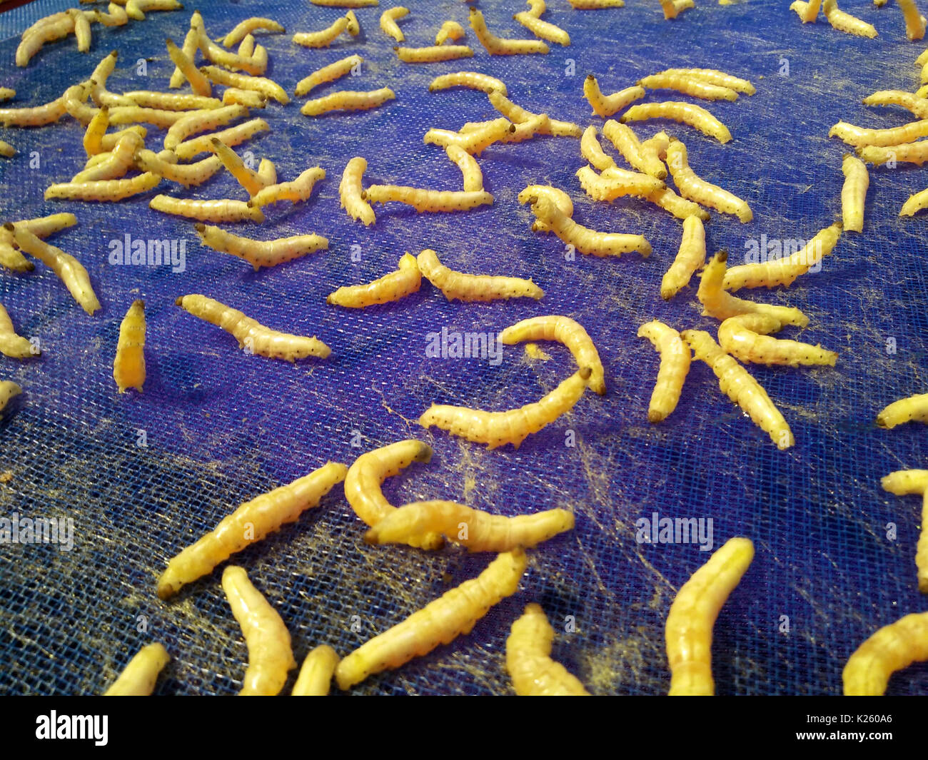 Extracting silk from silkworms Stock Photo Alamy