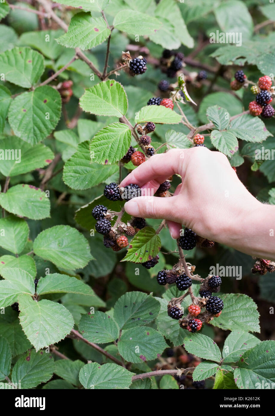 Rubus fructicosus. Woman picking blackberries from the hedgerow. Stock Photo