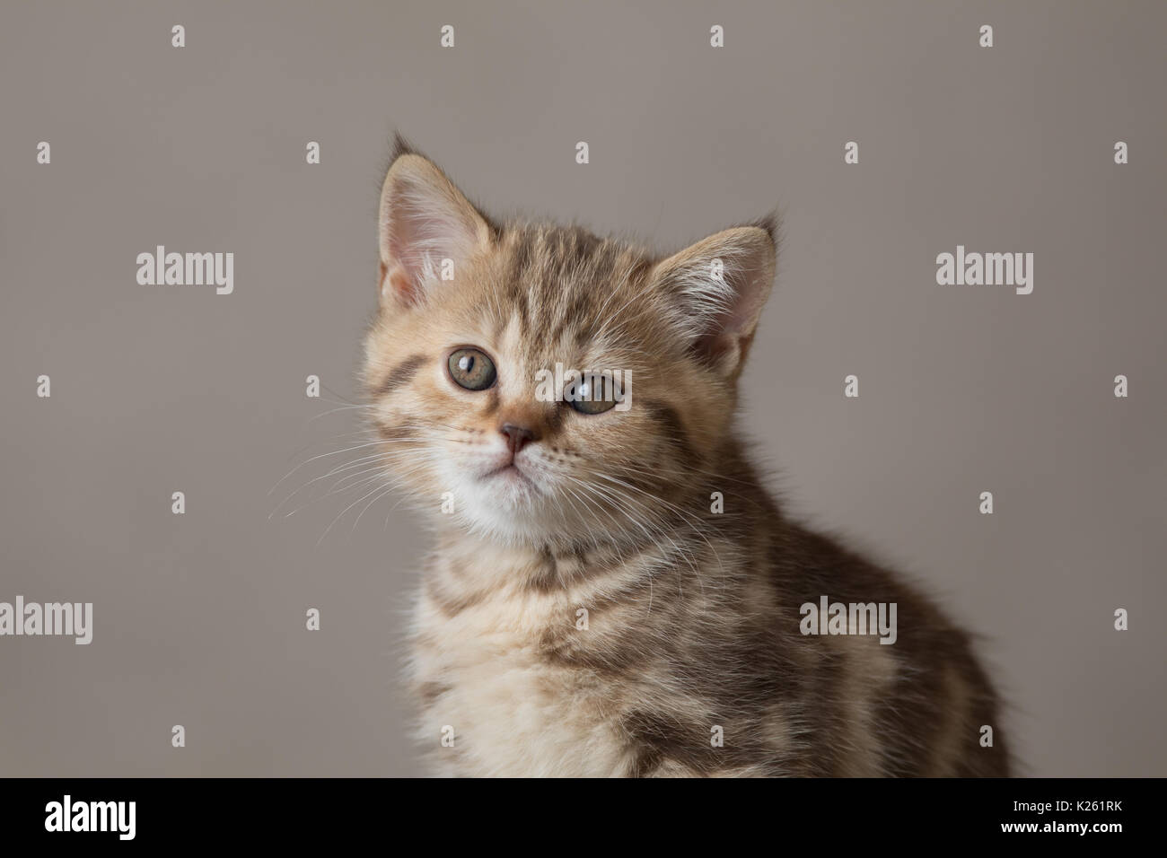 Young cat portrait on brown background Stock Photo