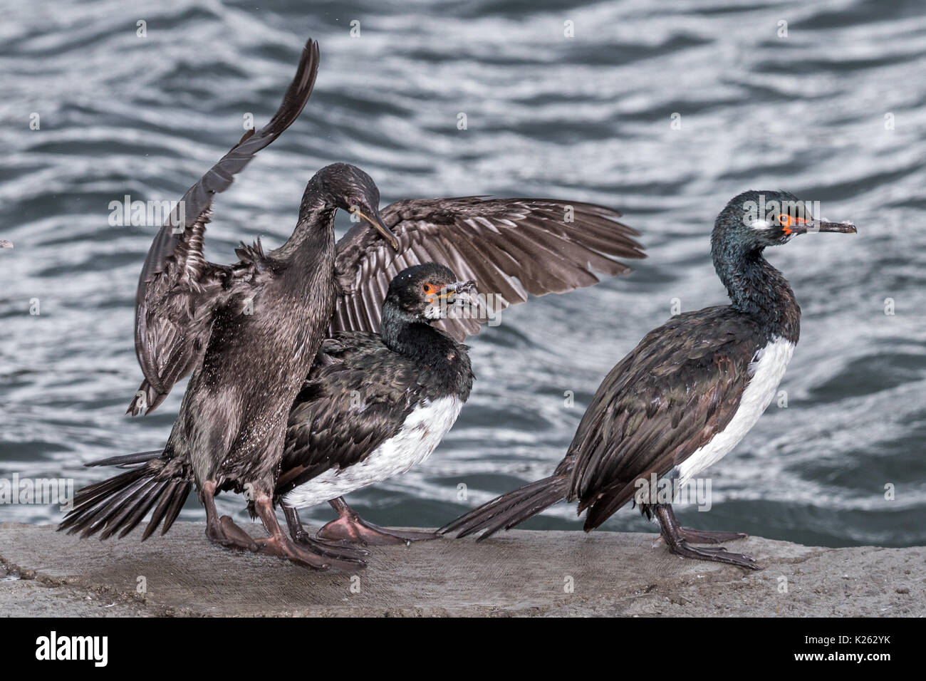 Rock Cormorant Phalacrocorax magellanicus Carcass Island Falklands