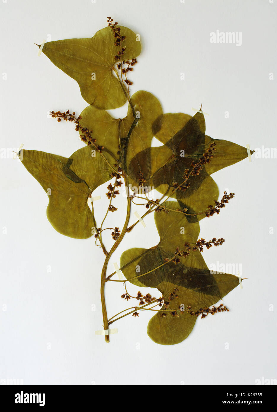 a herbarium sheet with Dioscorea communis, the former Tamus communis, the Black Bryony or Lady's seal, family Dioscoreaceae Stock Photo