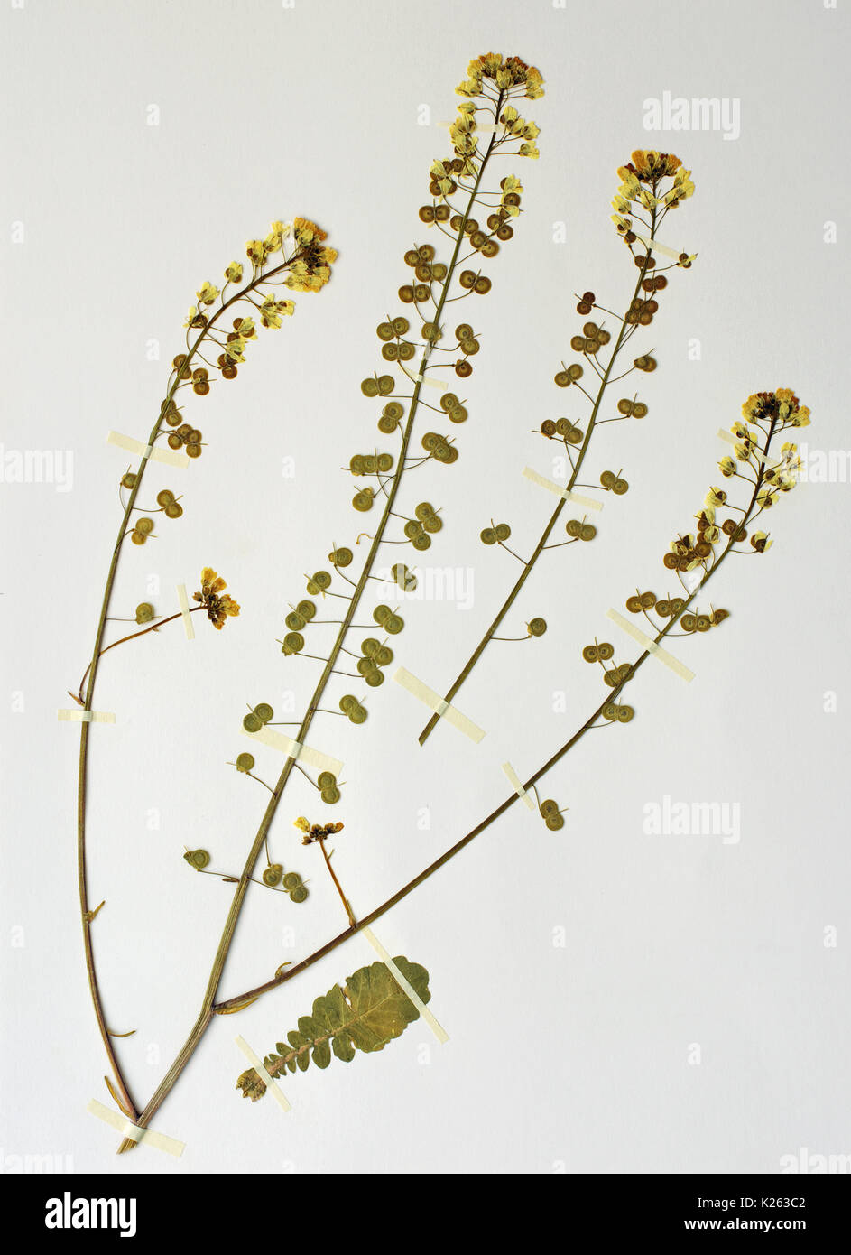 a herbarium sheet  with Biscutella didyma, the Buckler Mustard or Mediterranean biscutella, from the family Brassicaceae (cruciferae) Stock Photo