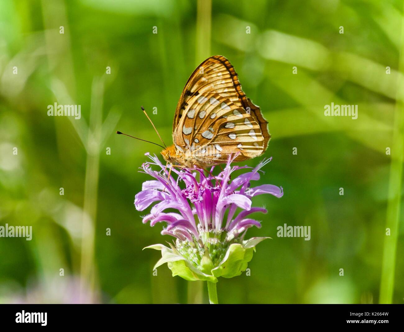 Image of a beautiful butterfly sitting on flowers Stock Photo - Alamy