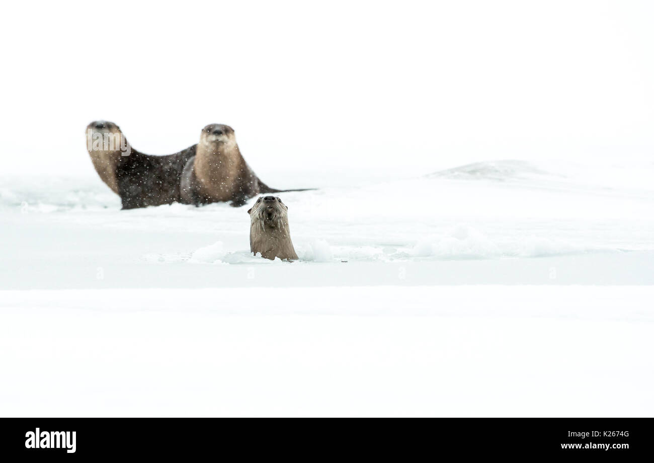 Ghost river alberta hires stock photography and images Alamy