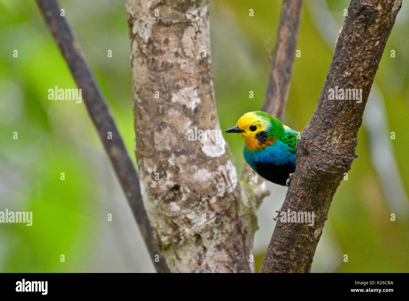 Multicoloured Tanager ( Chlorochrysa nitidissima) , Western and Central Andean Endemic, Cauca Valley Stock Photo