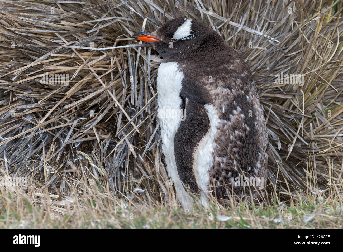 Gentoo penguin Pygoscelis papua moulting by Tussac grass Carcass Island Falklands Malvinas Stock Photo