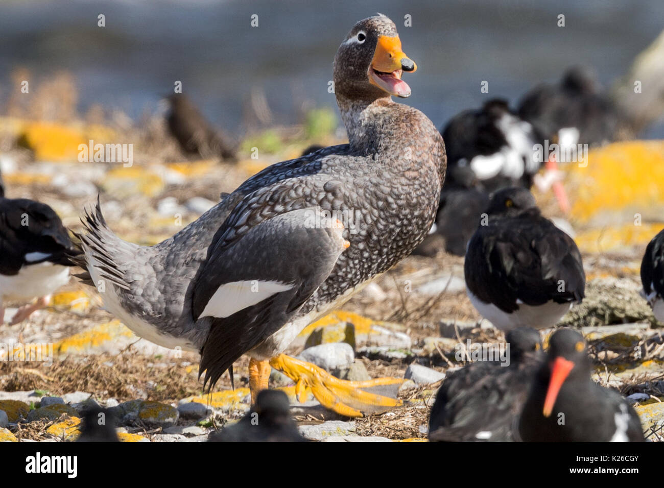 Aggressive Flightless SteamerDuck Tachyeres pteneres Carcass Island