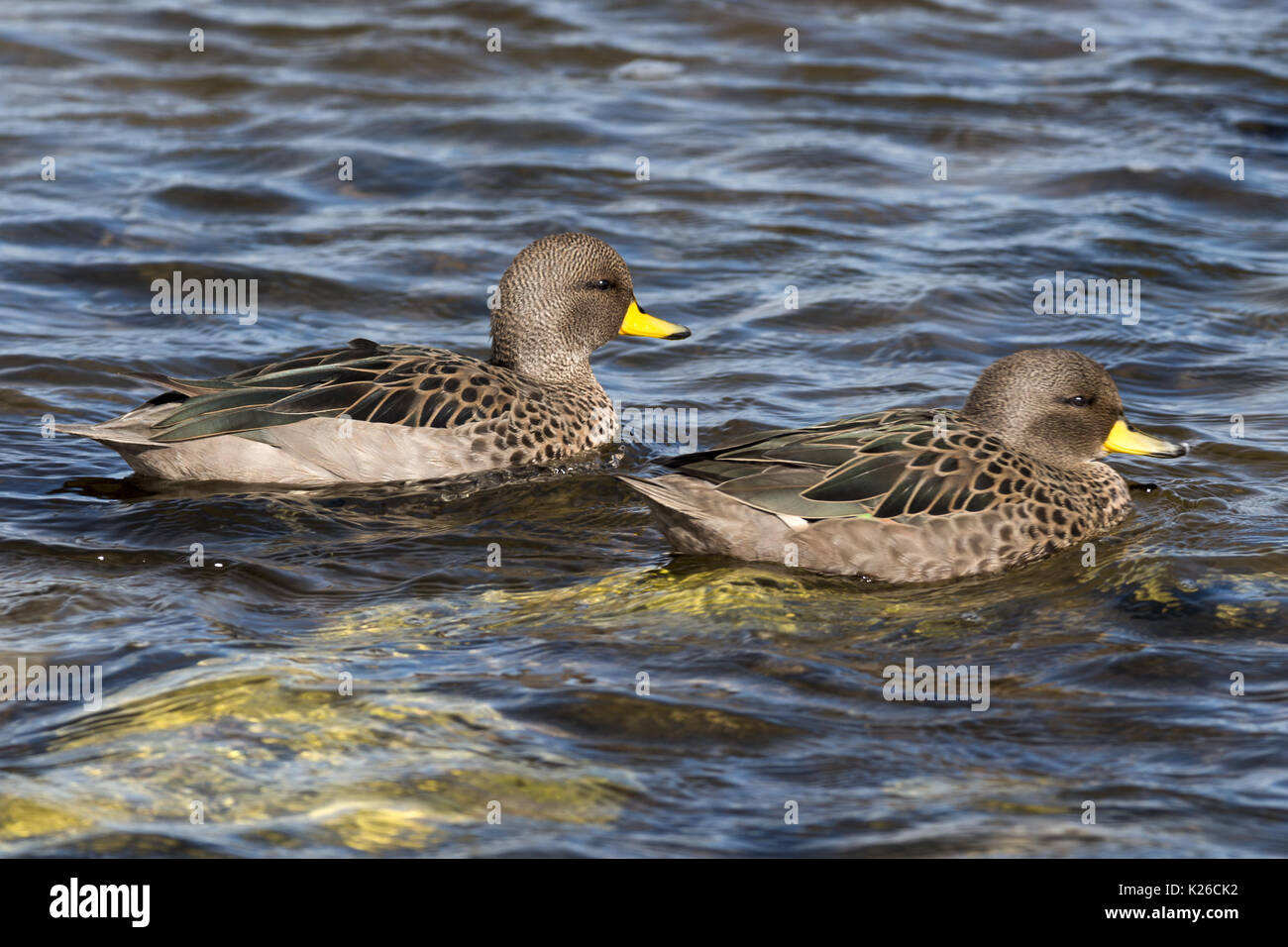 Speckled or Yellow-billed Teal Anas flavirostris Carcass Island Falklands Malvinas Stock Photo