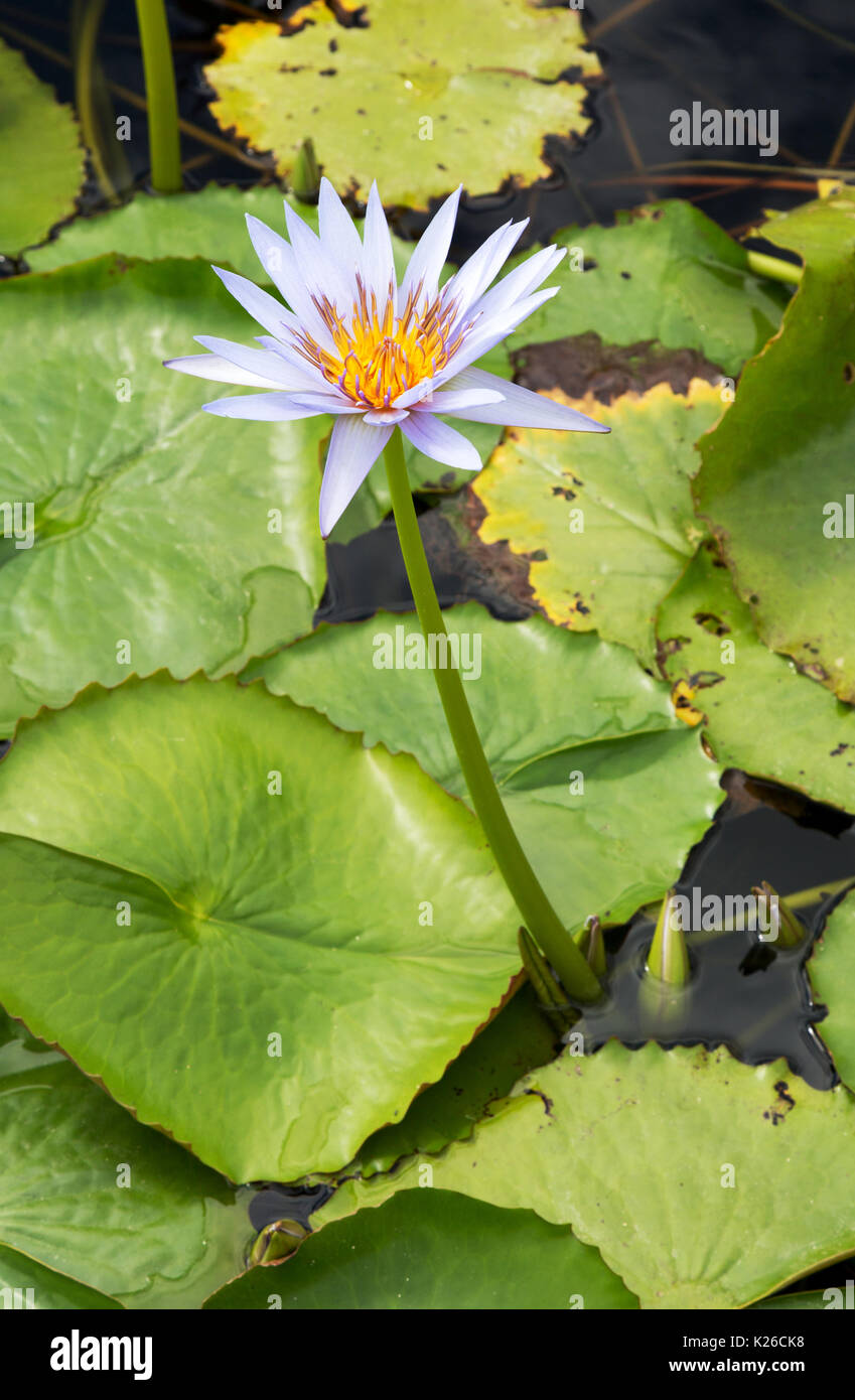 Nymphaea Blue Star, a blue waterlily variety Stock Photo