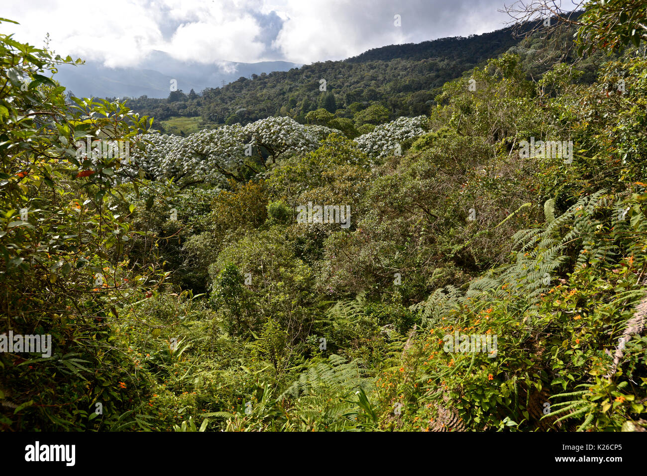 Fragmented cloud Forest site of San Antonio on the Western Andes of Colombia Stock Photo