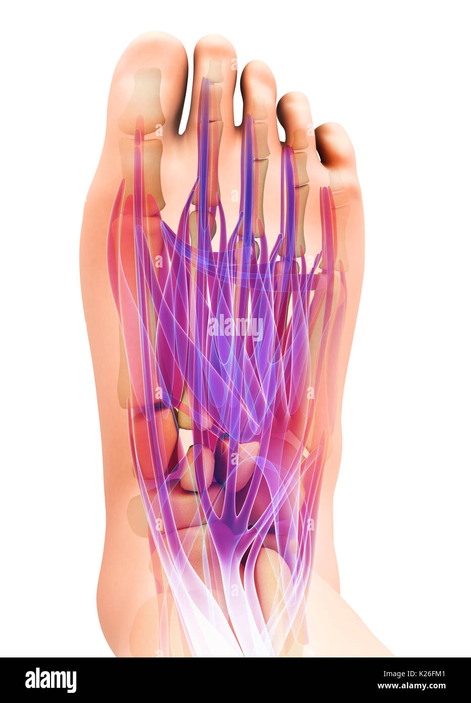 3d illustration of Medical and Scientific concept, Foot muscle - human muscular system. Stock Photo