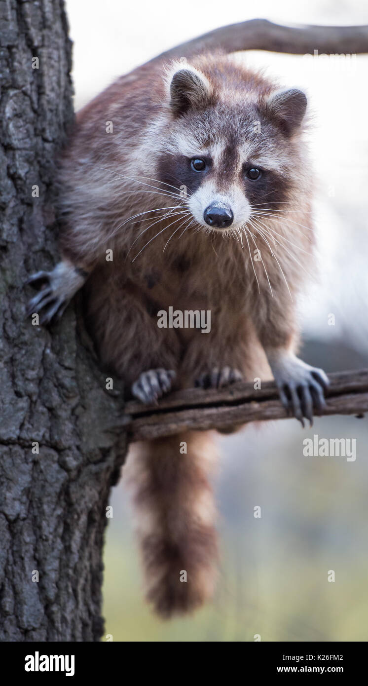 Raccoon conservation hi-res stock photography and images - Alamy