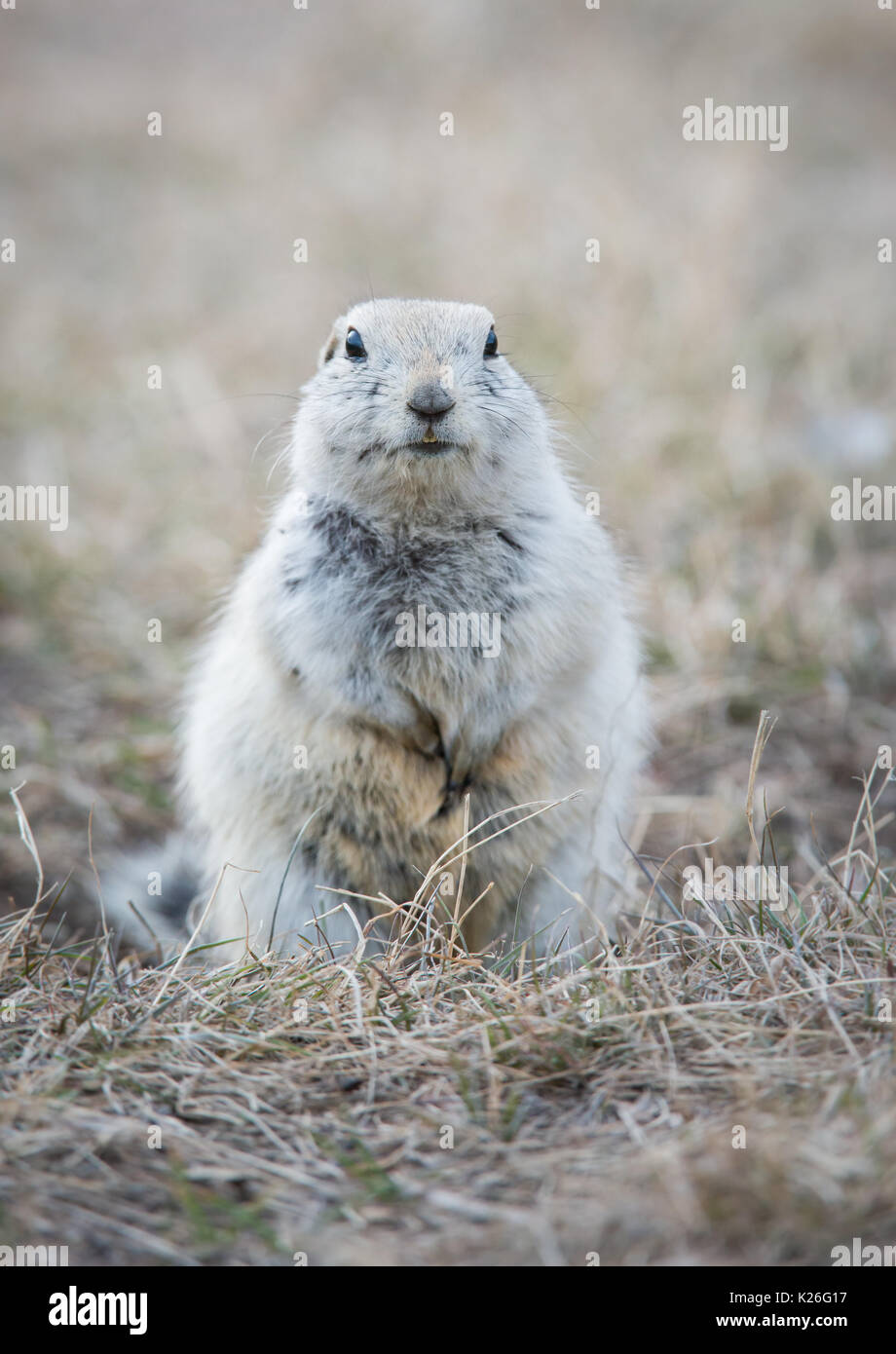Richardson ground squirrel hi-res stock photography and images - Alamy