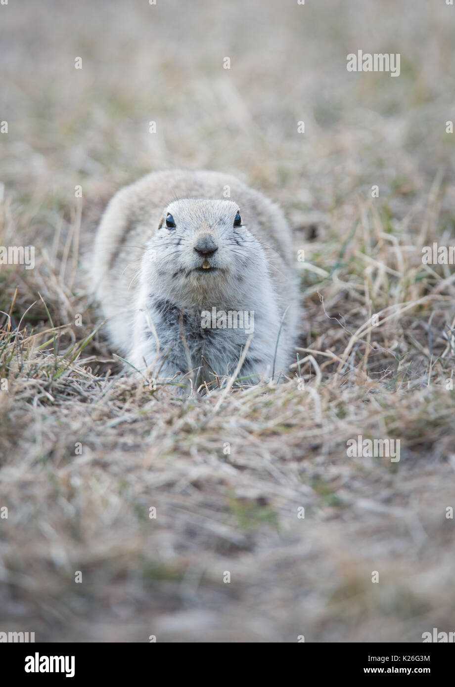 Richardson Ground Squirrel Stock Photo - Alamy