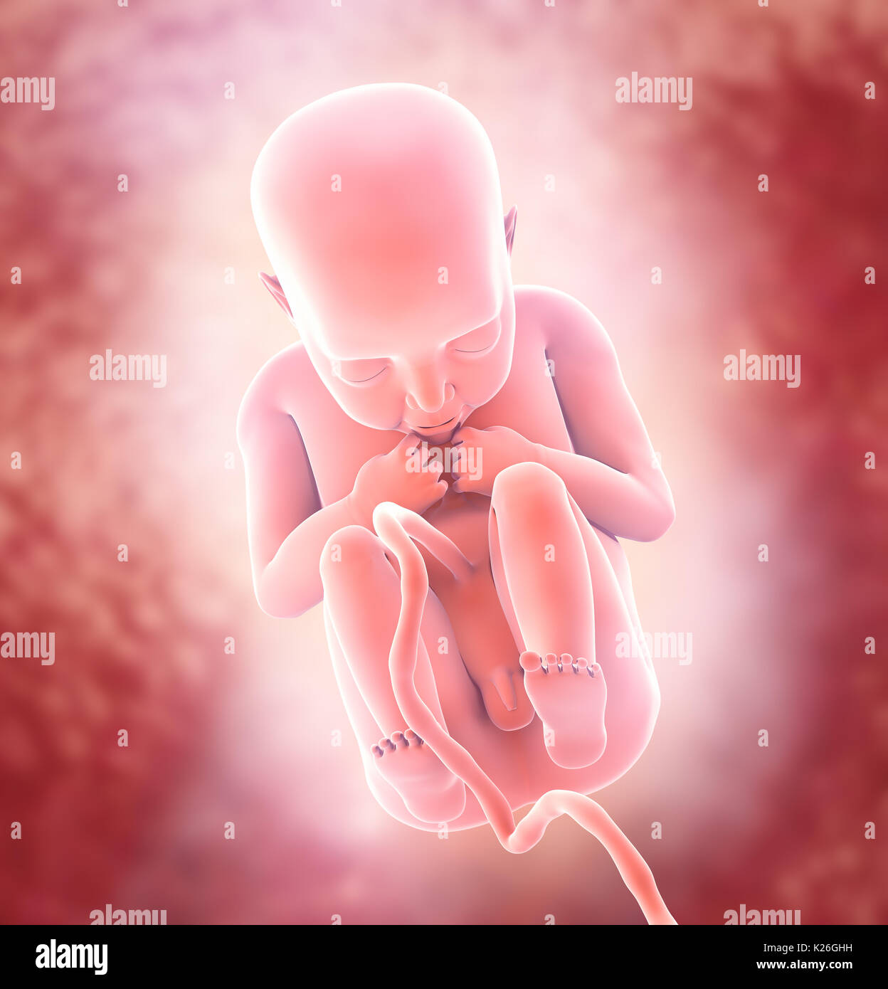 Human Fetus Medical concept Graphic and Scientific Background, 3d illustration. Stock Photo