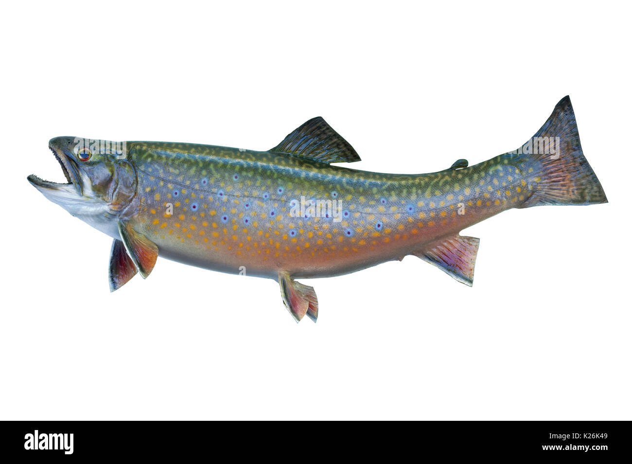 A speckled trout, also known as a brook trout, isolated on a white background Stock Photo