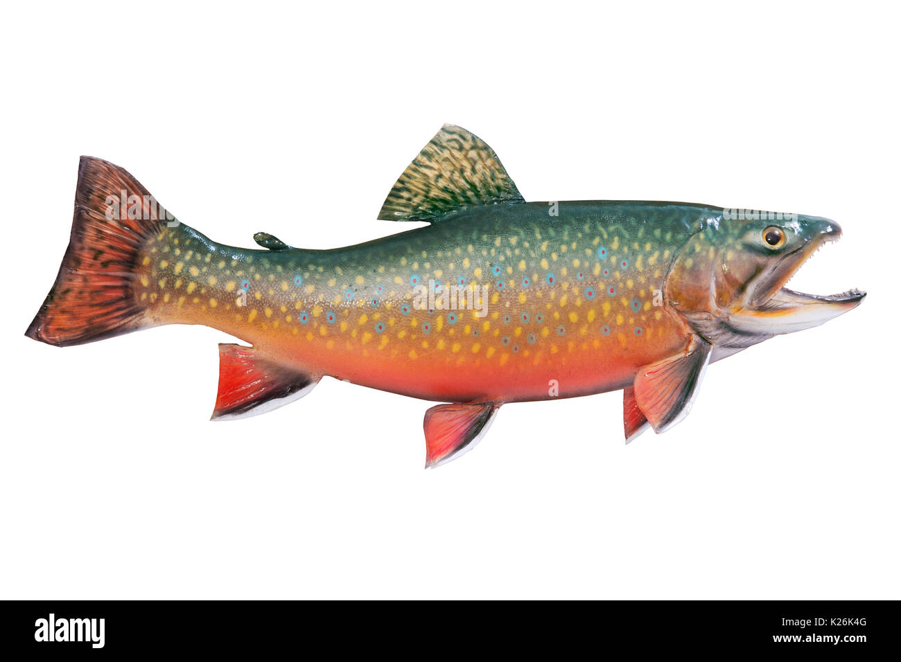 A male brook or speckled trout in spawning colors isolated on a white background Stock Photo