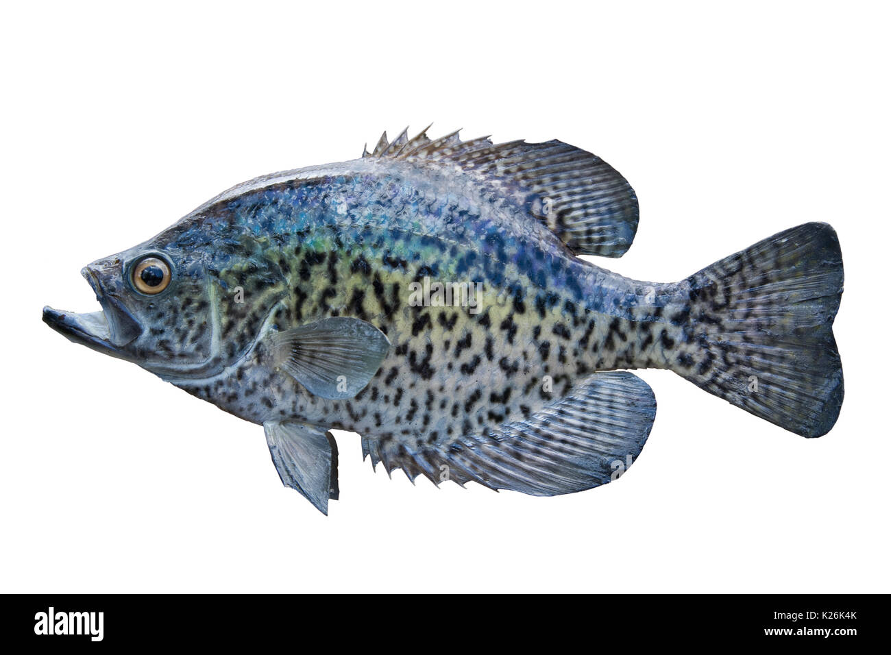 A black crappie isolated on a white background Stock Photo