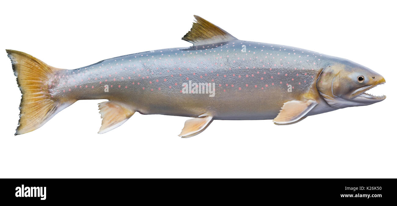 Dolly varden fish Cut Out Stock Images & Pictures Alamy