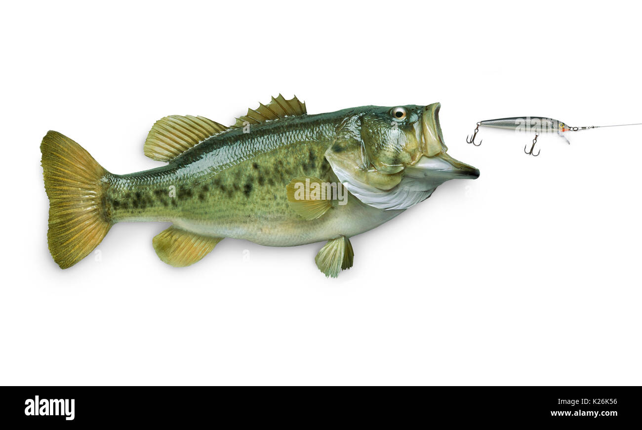 Largemouth bass isolated hi-res stock photography and images - Alamy