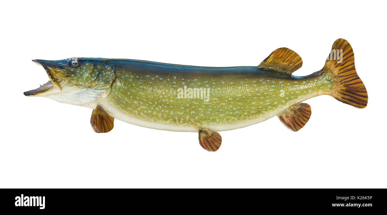 Large Northern Pike isolated on a white background Stock Photo
