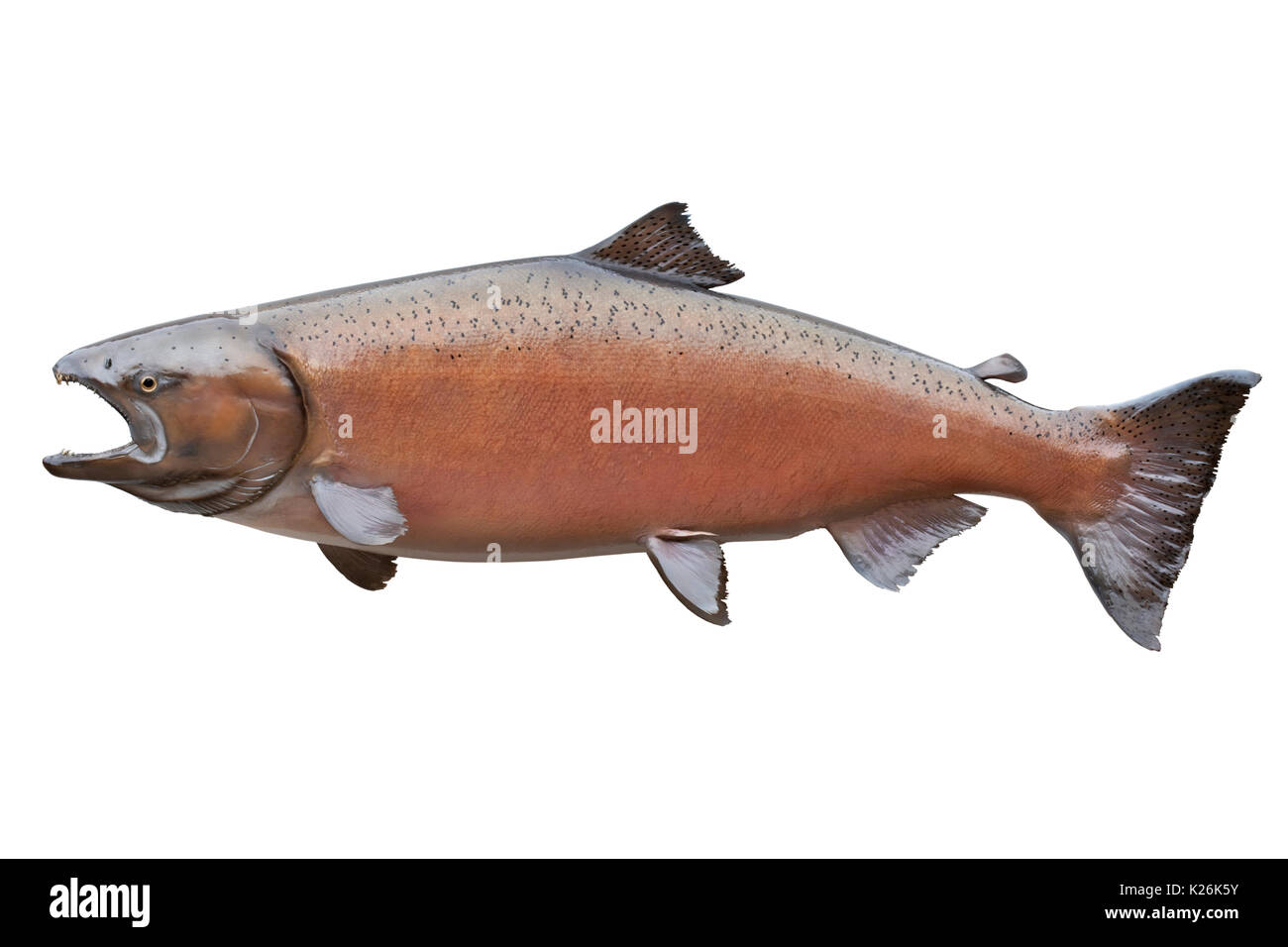 Big female Alaskan king or chinook salmon in spawning colors isolated on white. This one weighed 58 pounds and measured 48.5 inches. Stock Photo