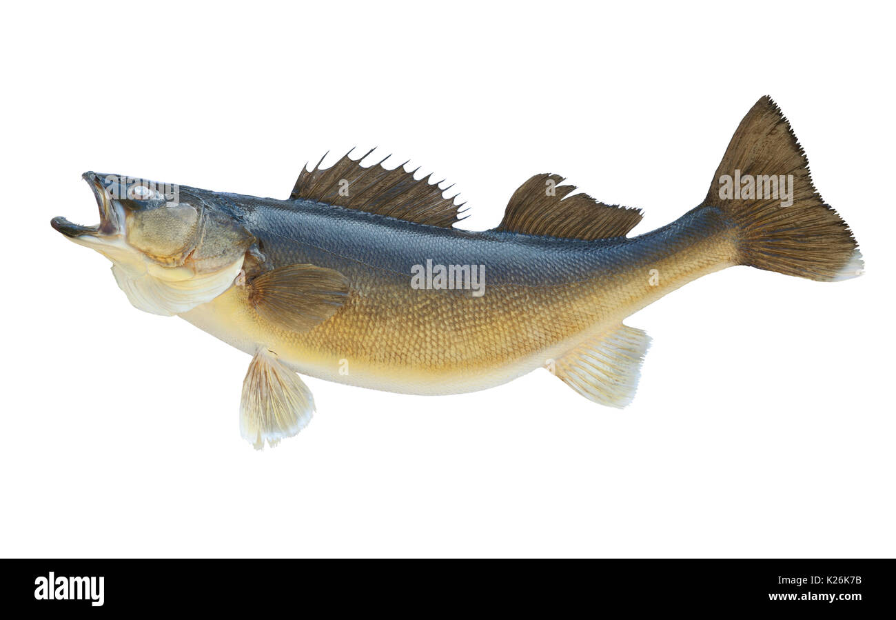 A nice big walleye isolated on a white background Stock Photo