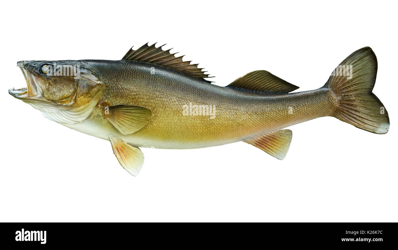Walleye isolated hi-res stock photography and images - Alamy