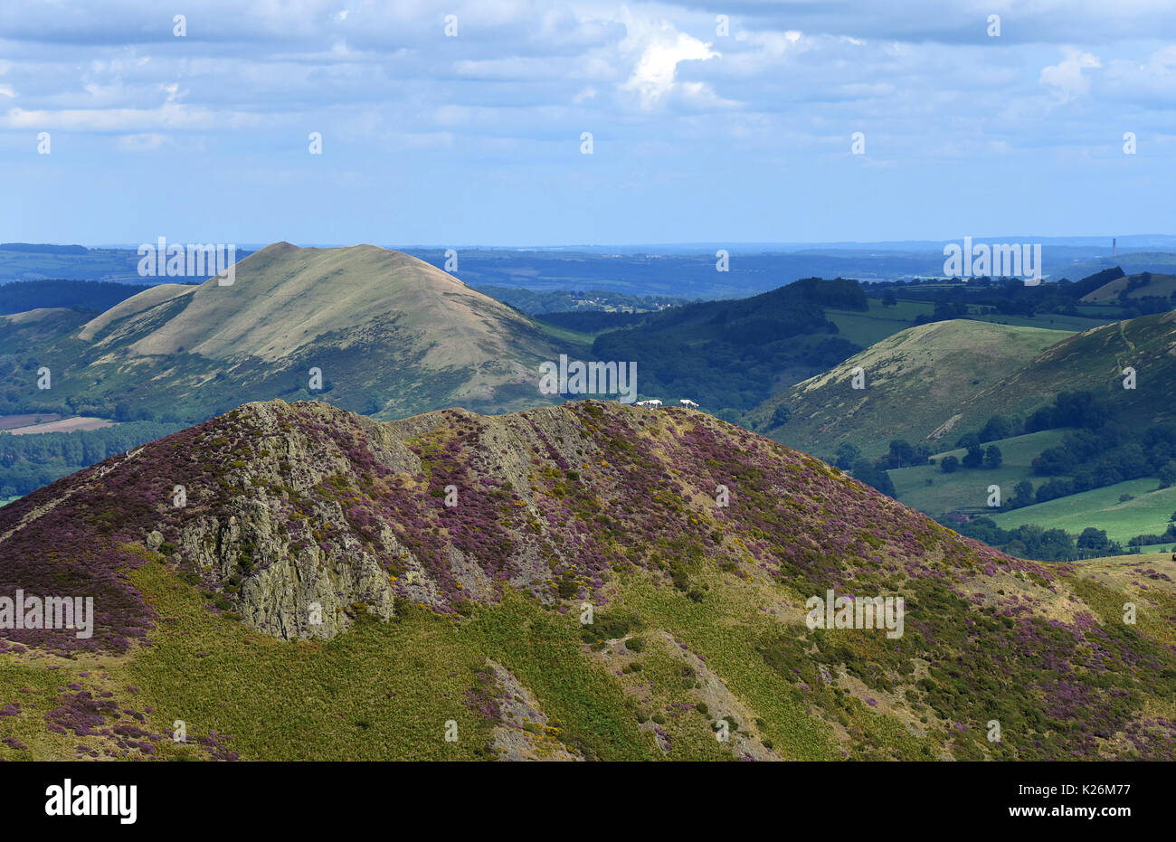 The Shropshire Hills the Long Mynd and the Lawley with wild horses in the ridge. Stock Photo